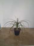 Beaucarnea Ponytail Palm 15CM Pot