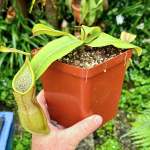 Tropical Pitcher Nepenthes 'hirsuta X Rebecca Soper Louisa '