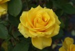 Heike Hybrid Tea Rose 5LT