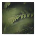 Dark Foliage Square 3 Art Print - 100 X 100CM No Frame Print Only