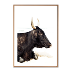 Nguni Bull I Art Print - A3