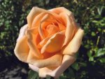 Alan Tew Hybrid Tea Rose 5LT