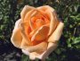 Alan Tew Hybrid Tea Rose 5LT