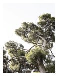 Japanese Garden 1 Art Print - A3