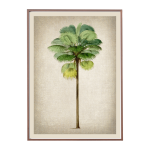 Fiji Fan Palm Art Print - A3 420X297 Mm