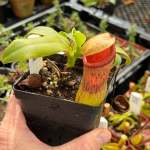 Tropical Pitcher Nepenthes 'ventricosa X Campanulata'