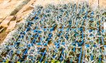 Gazania Rigens 6 Pack