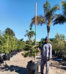 Ilex Mitis 125LT