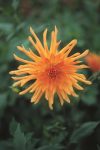 Dahlia Cactus – “wagschal’s Krone” Bulbs