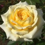 Rosanna Jacobs Hybrid Tea Rose 5LT