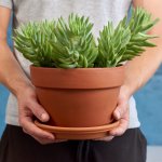 Donkey's Tail - Magnum - 24CM Azalea Terracotta Pot Set