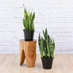 Mother In Law's Tongue - Large - 20CM Nursery Pot