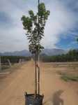 Harpephyllum Caffrum 100LT