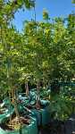 Lisbon Lemon Tree 250LT