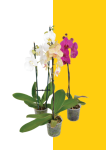 Moth Orchids - 9CM White And Purple