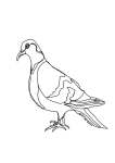 Pigeon Single Line Art Print - A3