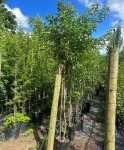 Searsia Chirindensis 20LT
