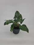 Philodendron White Princess 14CM Pot
