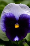 Pansy Matrix Beaconsfield Seed - 25 Raw Seed