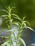 Tarragon Russian Seed - 1 G Raw Seed