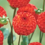 Dahlia Pompon – “bell Boy” Bulbs