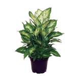 Dieffenbachia Maculata Amy Seedlings - 3 Plug Plants