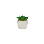 Artificial Succulent - Cathedral Window In Pot