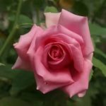 Pink Spectacle Climbing Rose 5LT
