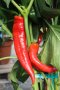 Capsicum Paprika Supreme - Chili Seed - 20 G Raw Seed
