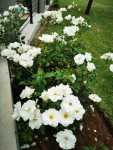 Iceberg Rose Bush White