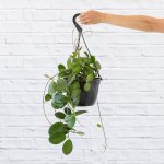 Hoya Australis - In 20CM Hanging Nursery Pot