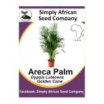 Areca Palm Dypsis Lutescens 6'S