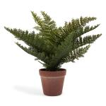 Fern In Pot