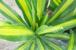 Dracaena Arborea Golden Heart Seedlings - 3 Plug Plants