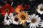 Arctotis Harlequin Mix Seed - 20 G Raw Seed