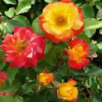 Durban July Rose 5LT