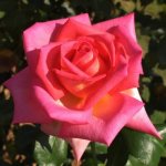 Isidingo Climbing Rose 5LT