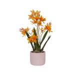Orange Swan Orchid In Beige Pot