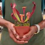 Trumpet Pitcher Sarracenia 'trumpet' - Small To Medium Plant. 7.5CM Plastic Container.