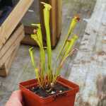 Trumpet Pitcher Sarracenia 'limile' - Small To Medium Plant. 7.5CM Plastic Container.