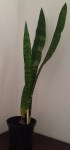 Click & Plant Online Nursery
