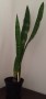 Sanserviera Trifasciata 15CM Pot Snake Plant