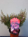 Geraldton Wax ‘strawberry Surprise’ 15CM Pot
