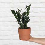 Zz Plant - Raven - In Terracotta Flo Planter