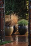Carex Colorgrass Red Rooster Seed - 10 Multipelleted Seed