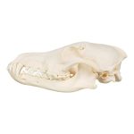 Skulls Unlimited Real Coyote Skull Model Animals Specimen For Science Education A Quality