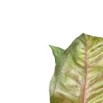 Syngonium Podophyllum 14CM Pot