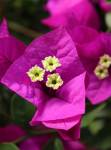 Arnelia Bougainvillea Sharon Wesley 22CM Pot