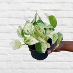 Pothos - Manjula - 12CM Nursery Pot