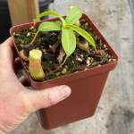 Tropical Pitcher Nepenthes 'ventrata' - Medium Plant In 12CM Plastic Pot